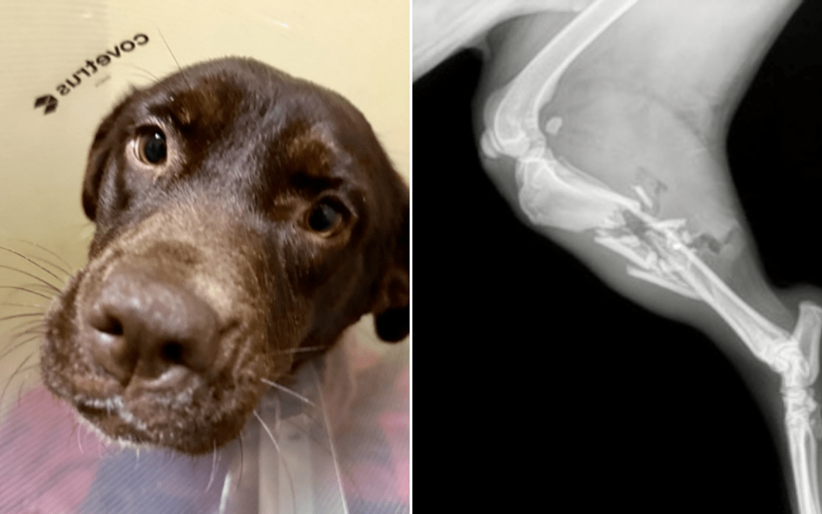 Dog found shot at roadside with leg “dangling” off—but that wasn’t the end
