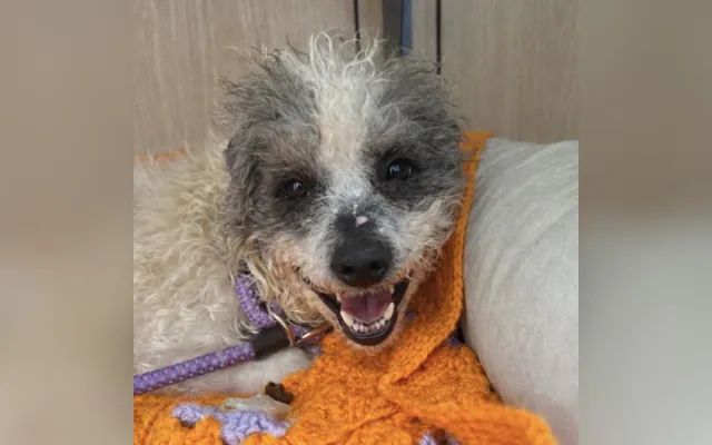 Snoopy in the shelter.