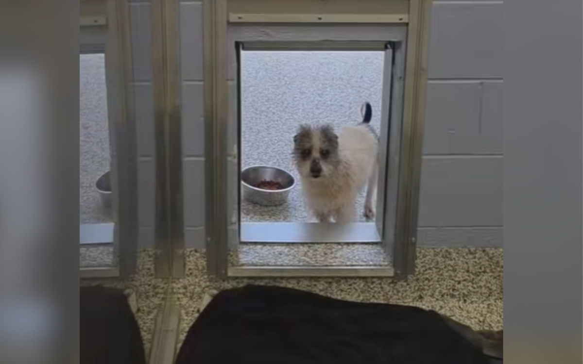 Senior Dog Has Devastating Reaction As He's Being Surrendered To Shelter