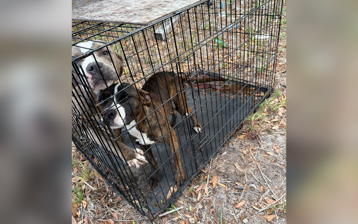 newsweek.com - Jack Beresford - Tears as dogs abandoned, locked inside small crate with no food or water