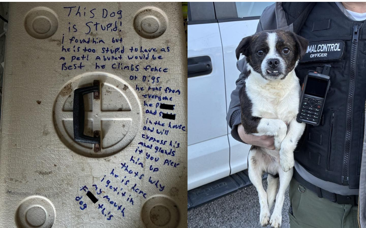 Heartbreak As ‘Sweet Little Dog’ Dumped in Carrier, Then Rescued