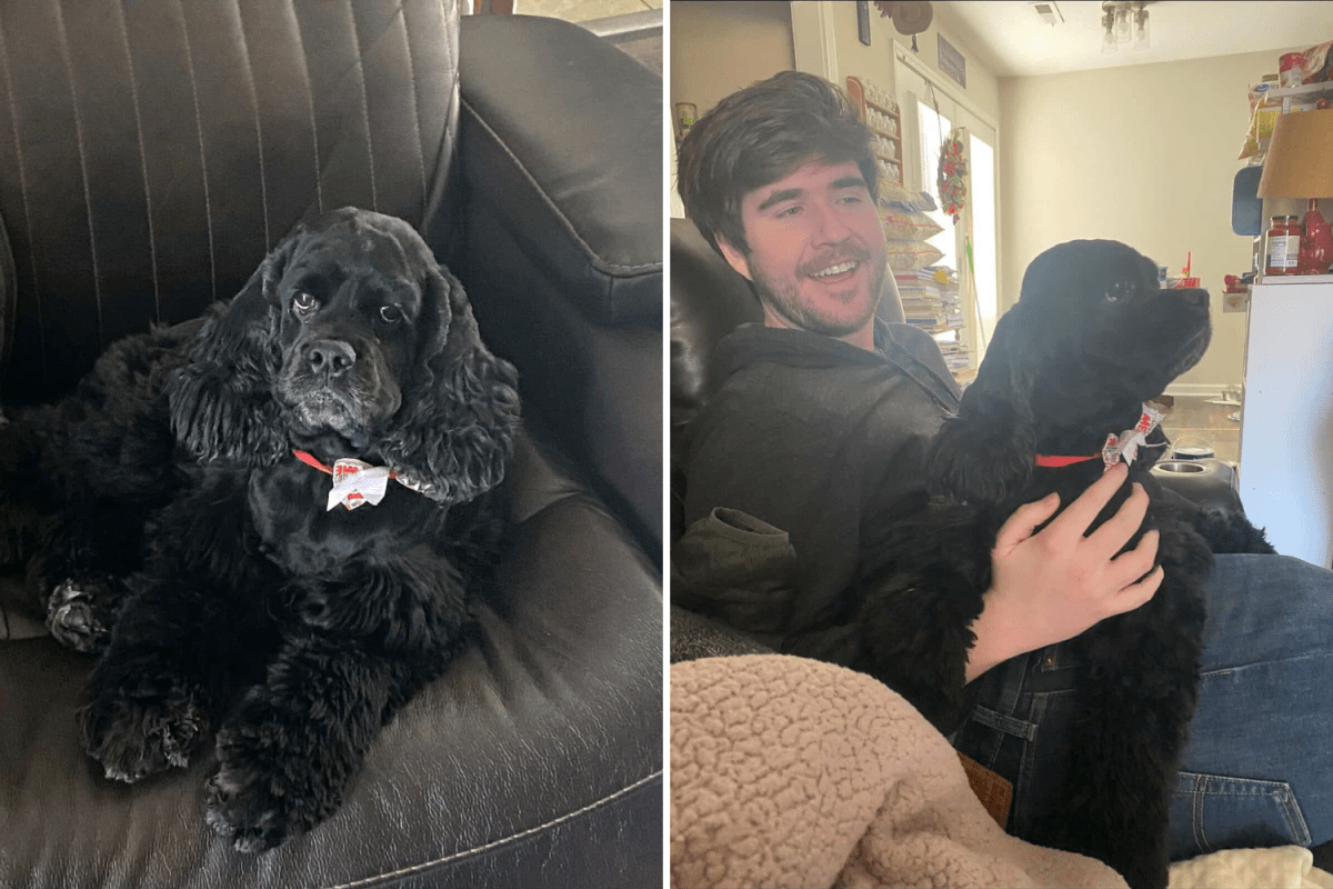 Dog owner can’t believe Wendy’s worker’s response after asking for Pup Cup