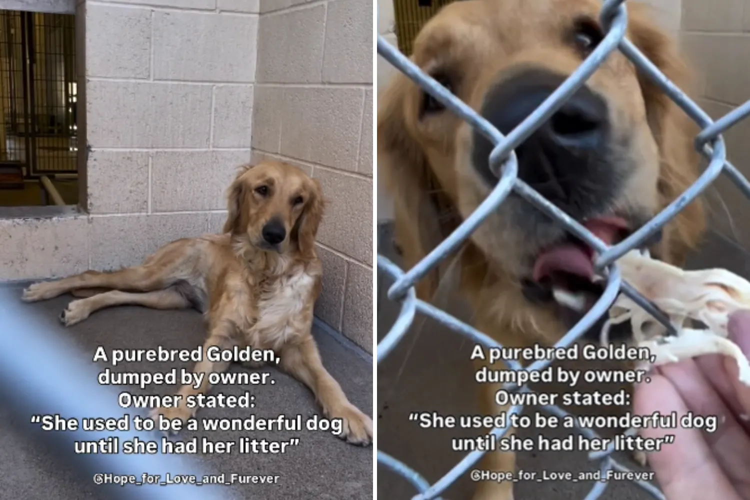 Shelter’s Tears at Owner’s Reason for Dumping ‘Wonderful’ Golden Retriever
