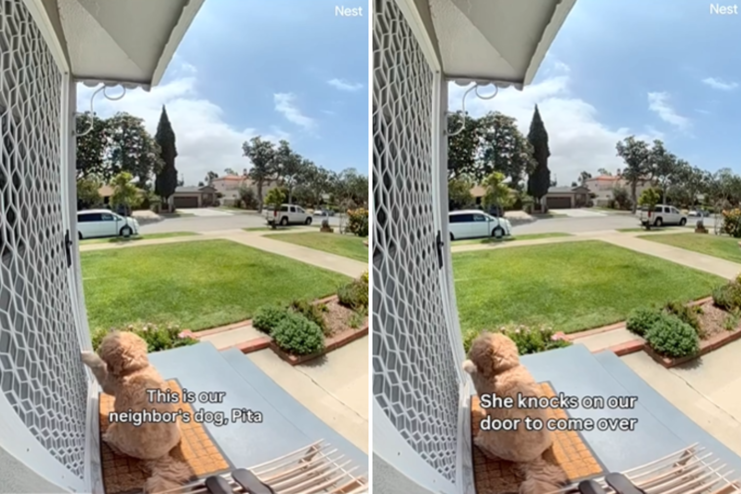 Goldendoodle’s Sweet Daily Ritual for Neighor’s Dog Caught on Doorbell Cam