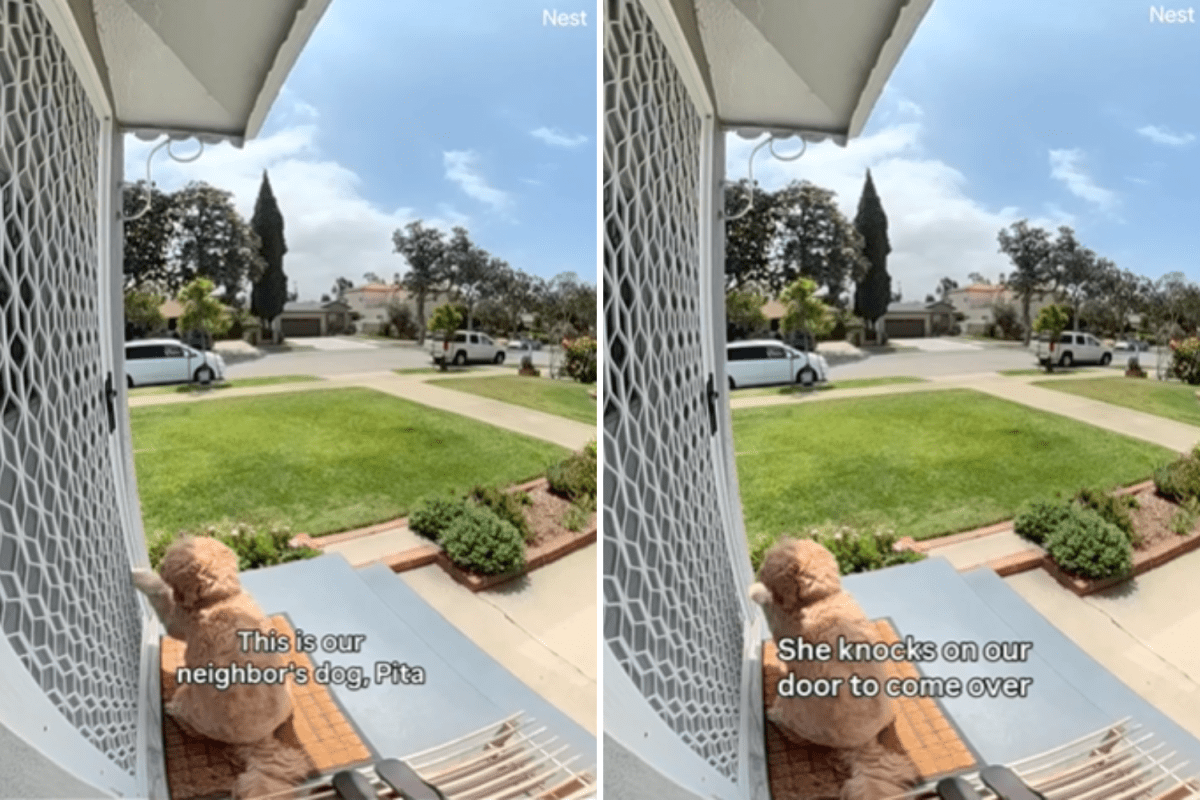 Goldendoodle's sweet daily ritual for neighbor's dog caught on doorbell cam