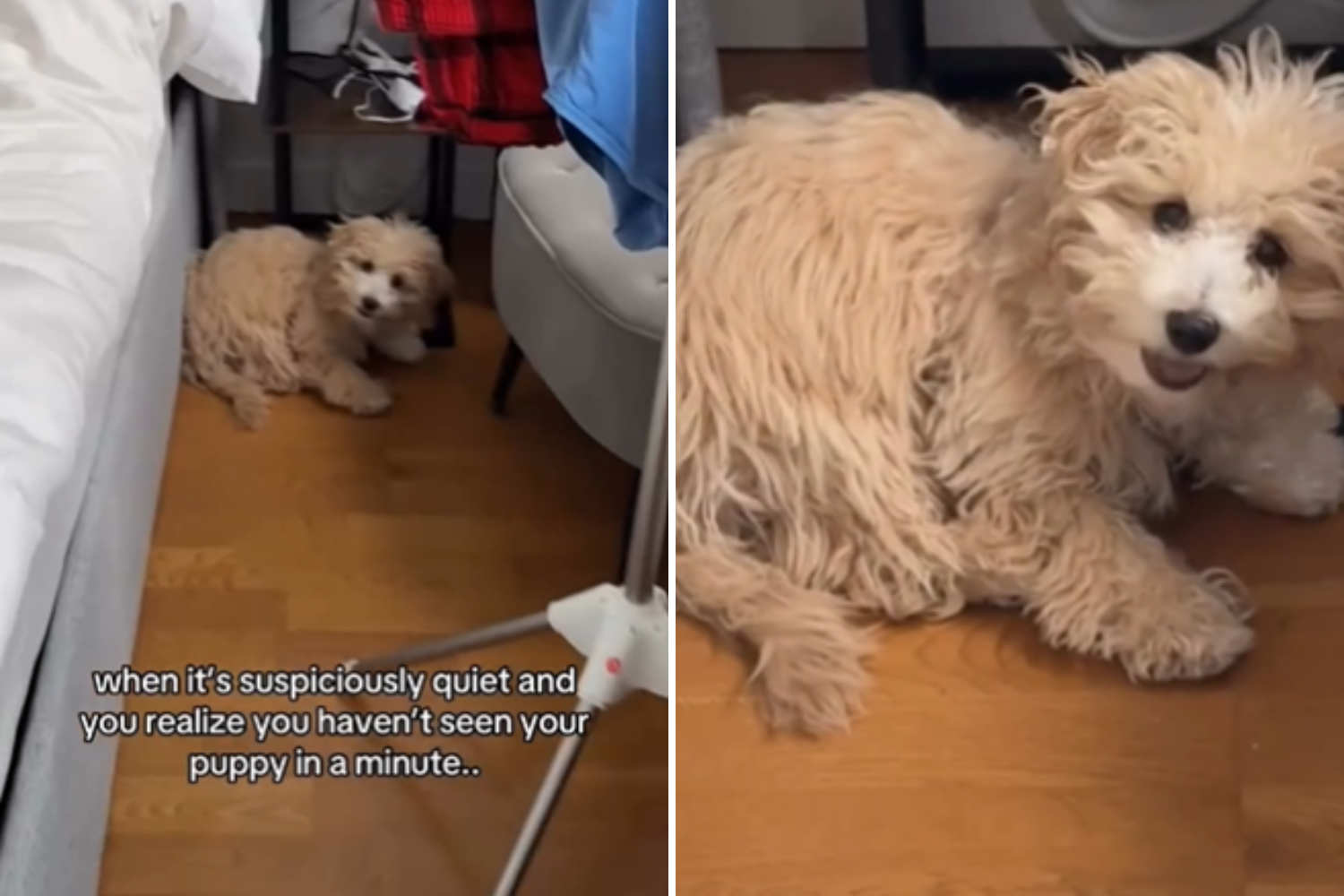 Owner Realizes It’s ‘Suspiciously Quiet’—Not Ready for What Puppy Is Doing