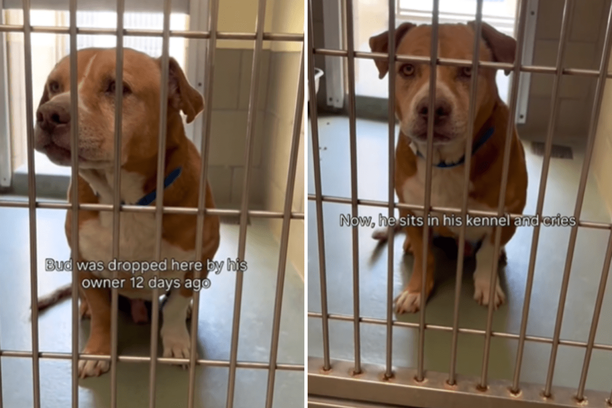 Tears Over What ‘Heartbroken’ Dog Does Each Day Since Owner Surrendered Him Tears Over What ‘Heartbroken’ Dog Does Each Day Since Owner Surrendered Him