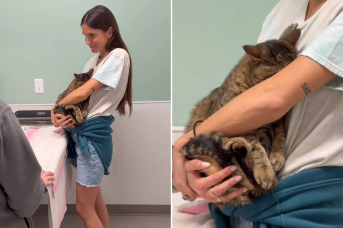 O coração derrete enquanto o gato luta para ser ‘corajoso’ durante a visita ao veterinário
