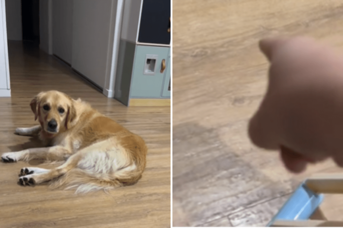 Golden retriever meets huntsman—owner not prepared for what happens next