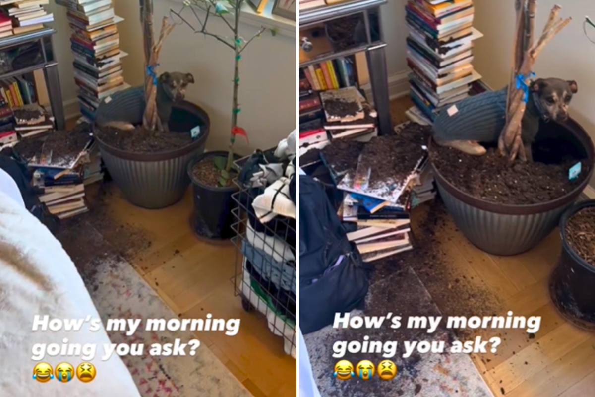 Woman looks away for a moment, dog seizes his opportunity: "Send help"