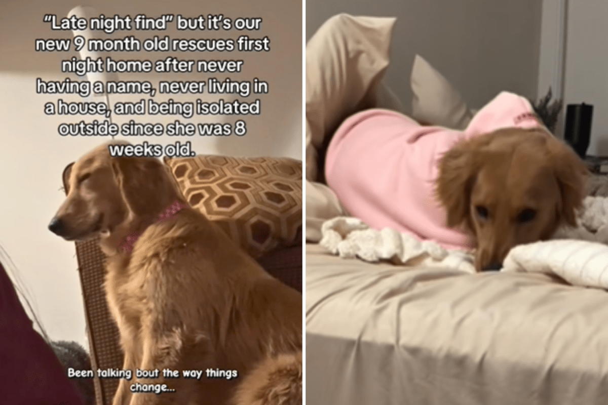 Sad thing rescue dog does on first night in home after never living inside