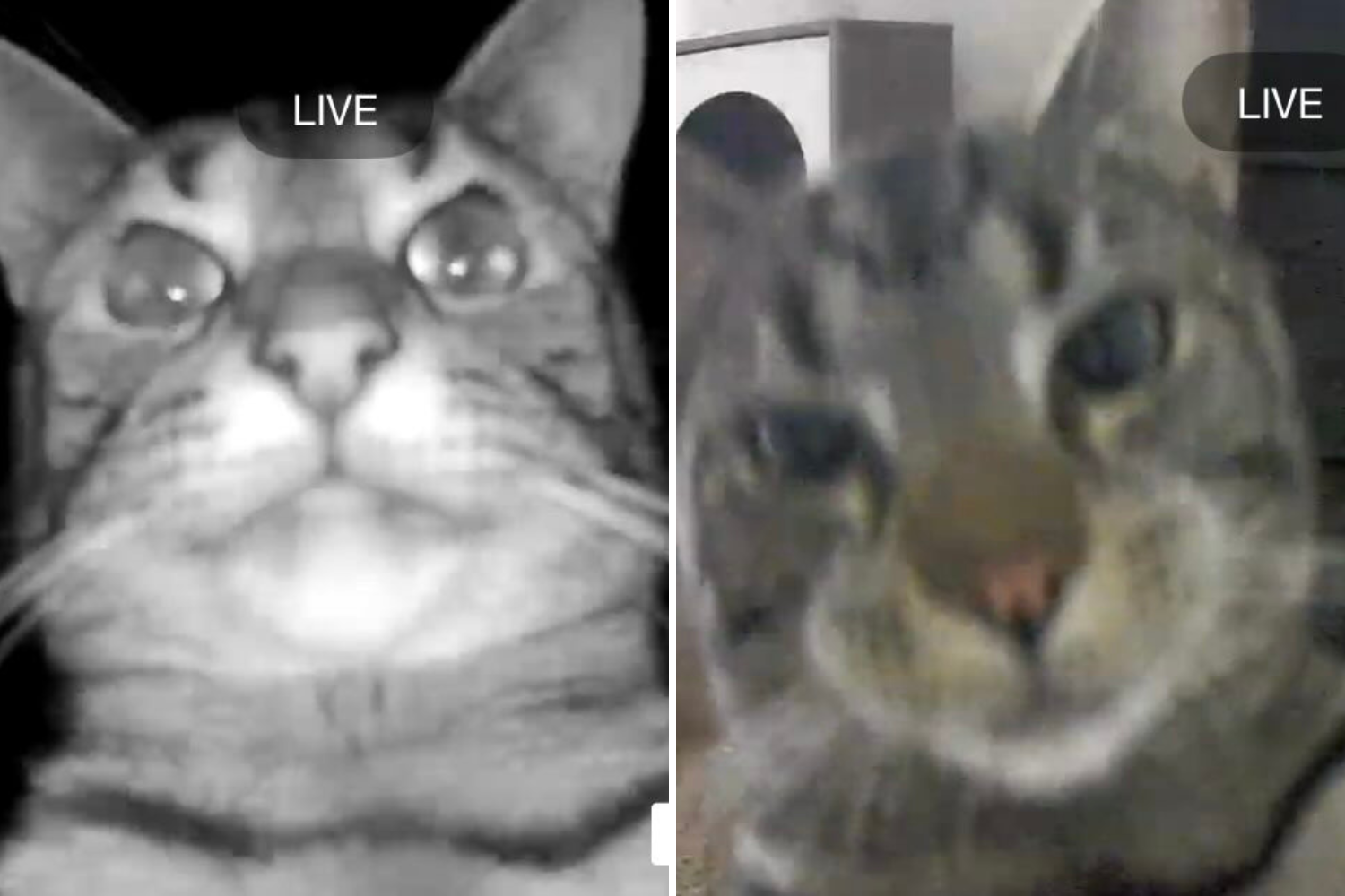 Woman Checks Pet Cam, Realizes Cat Is Acting Out Plot of Heist Movie