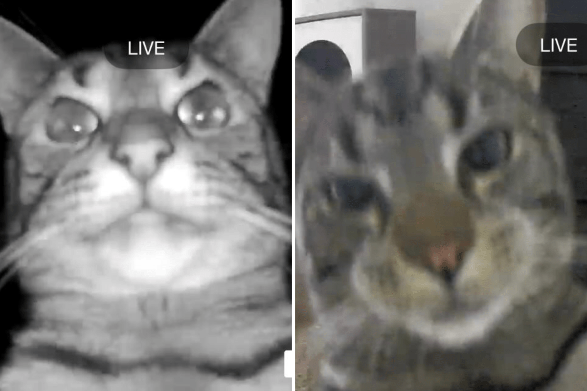 Woman checks pet cam, realizes cat is acting out plot of heist movie