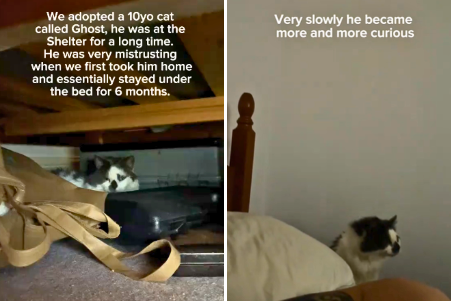 Adopter Brings Home ‘Trickier’ Senior Shelter Cat, Has One Piece of Advice