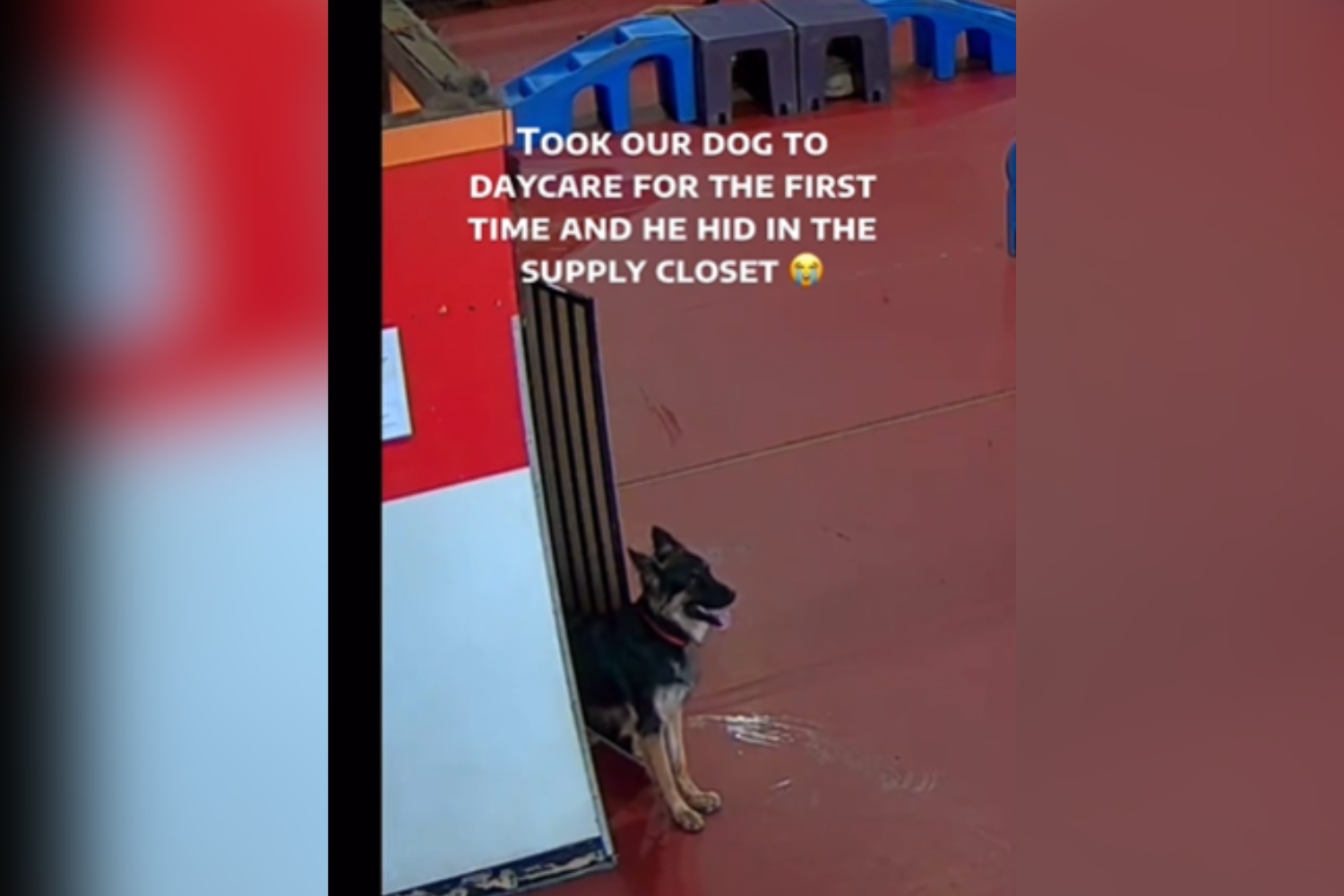 Owner’s Heart Melts As She Realizes What Dog Does on First Day at Daycare
