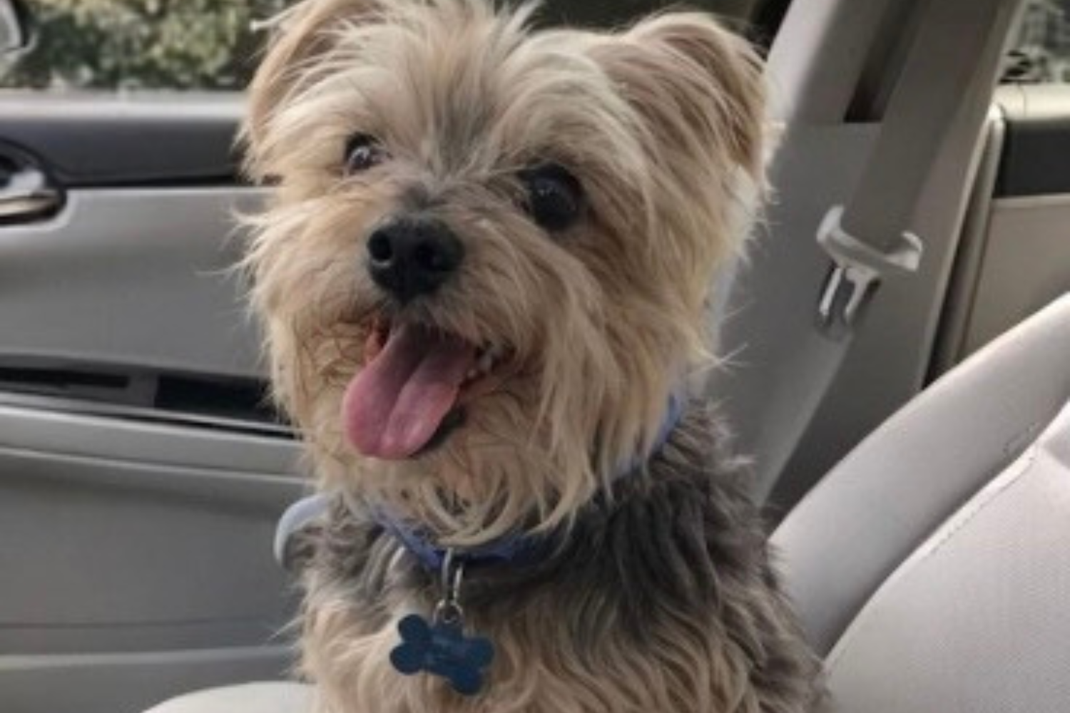 Customer Finds Tied-Up Dog Outside Store—Then Realizes Why No One Returned