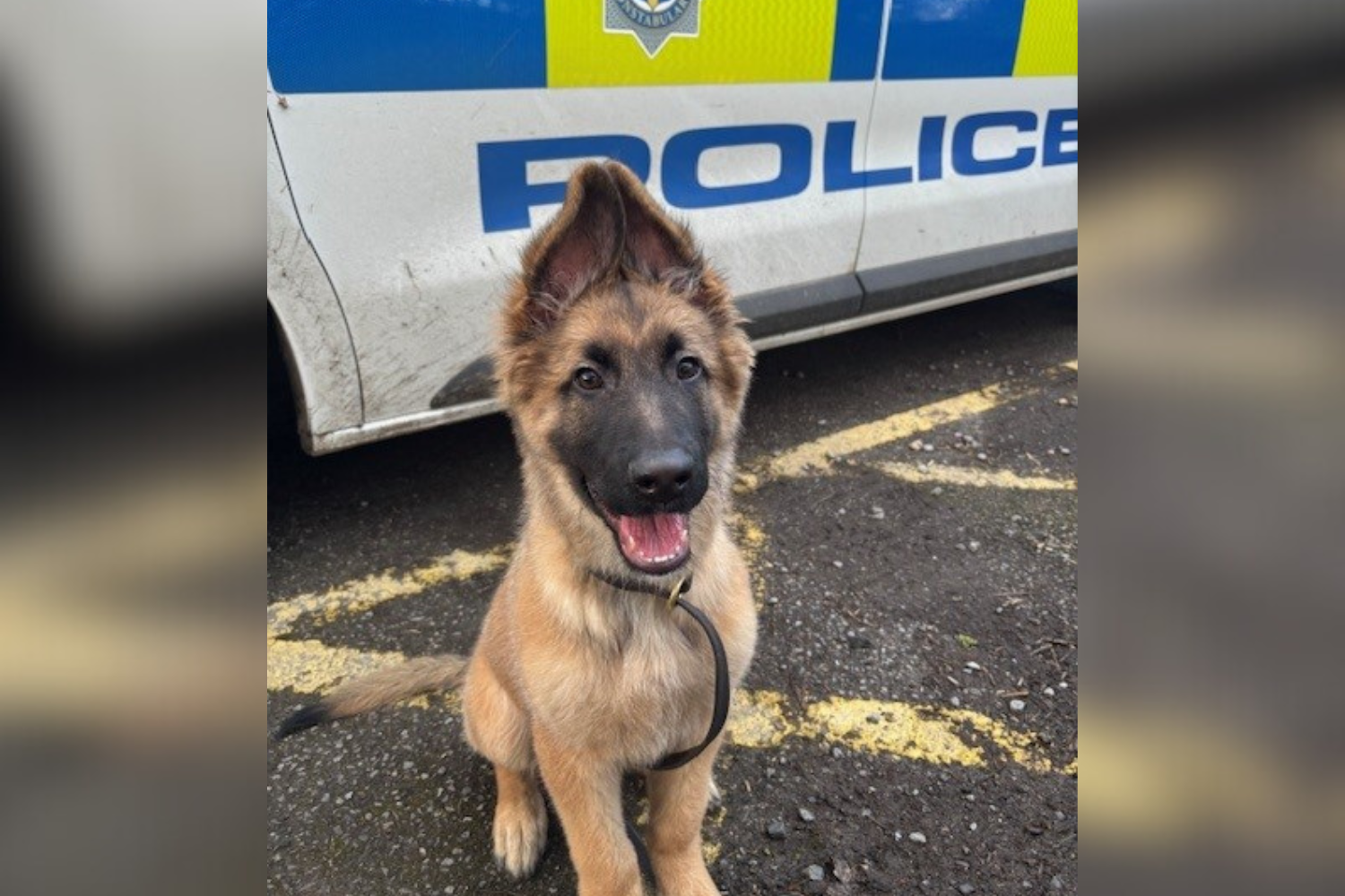 Stray Pup Ends Up in Shelter—Chance Meeting With Visitor Changes Everything