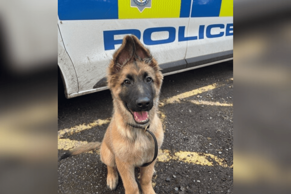 Filhotes perdidos acabam em um abrigo. Um encontro casual com um visitante muda tudo.