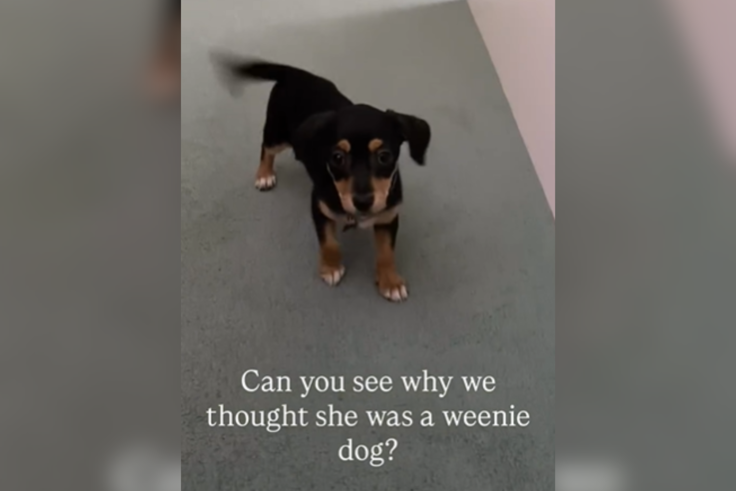 Couple Adopts 'Weenie Dog' From Pound—Not Prepared For What She Grows Into
