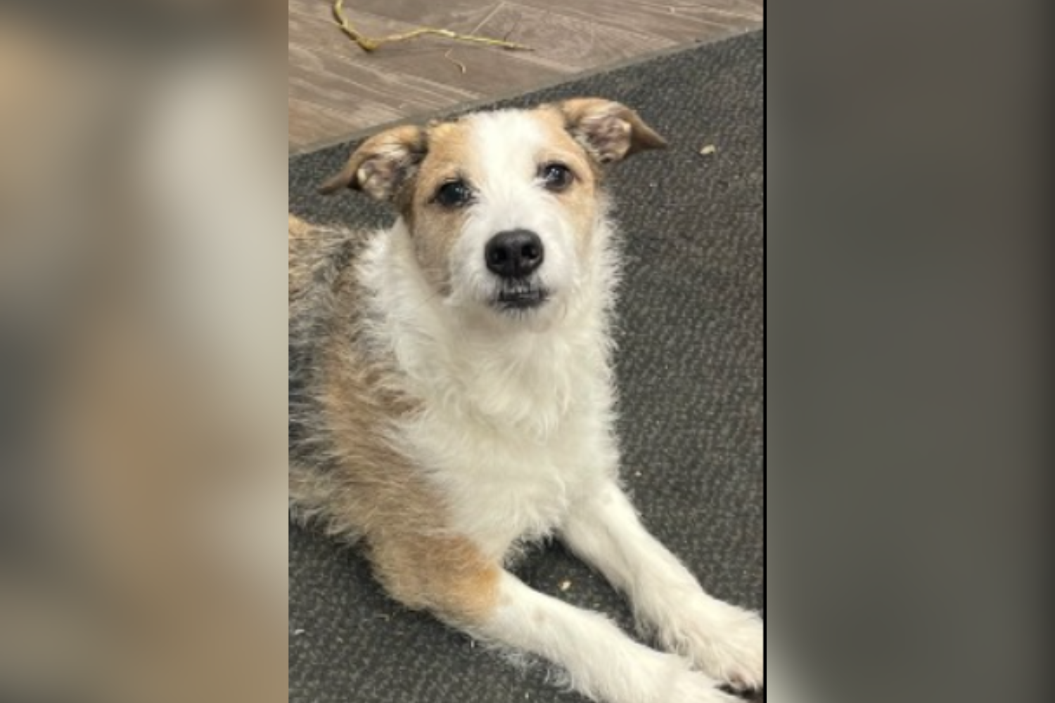 Dog Adopted 9 Years Ago, Then Shelter Got the Call 'No Rescue Wants To Get'