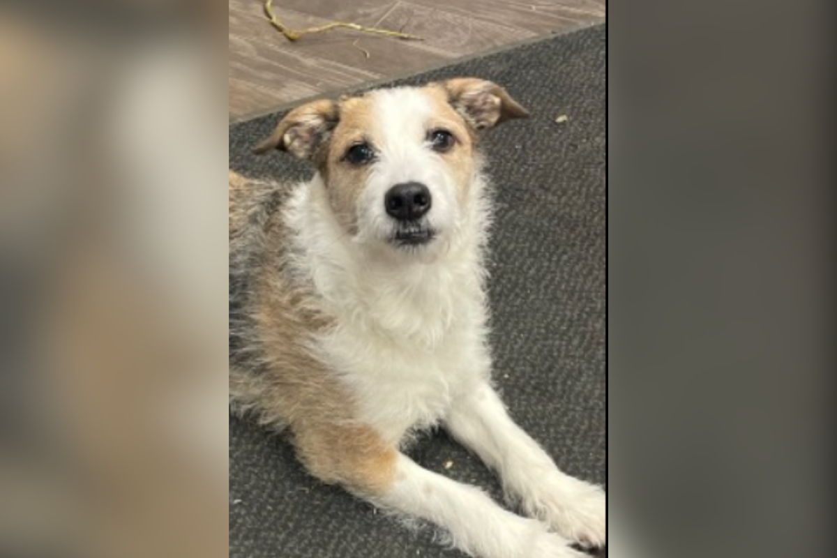 O cachorro foi adotado há 9 anos, então o abrigo recebeu uma ligação. ‘Não preciso de ajuda’