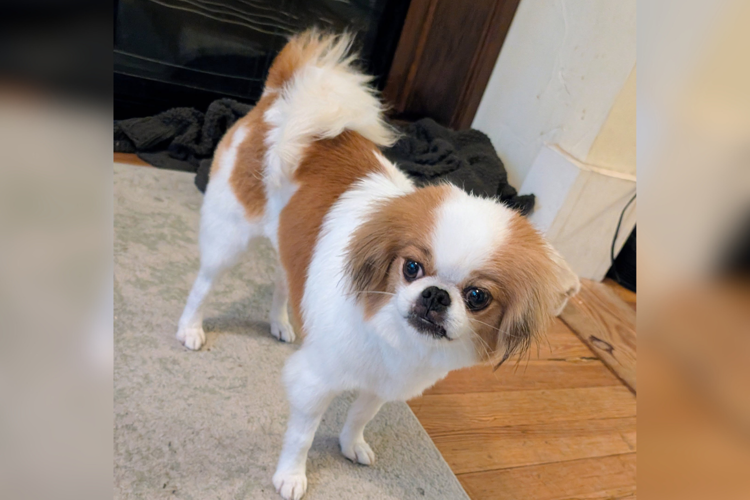 Owner Registers Microchip After Adopting Dog, Then Makes Shocking Discovery