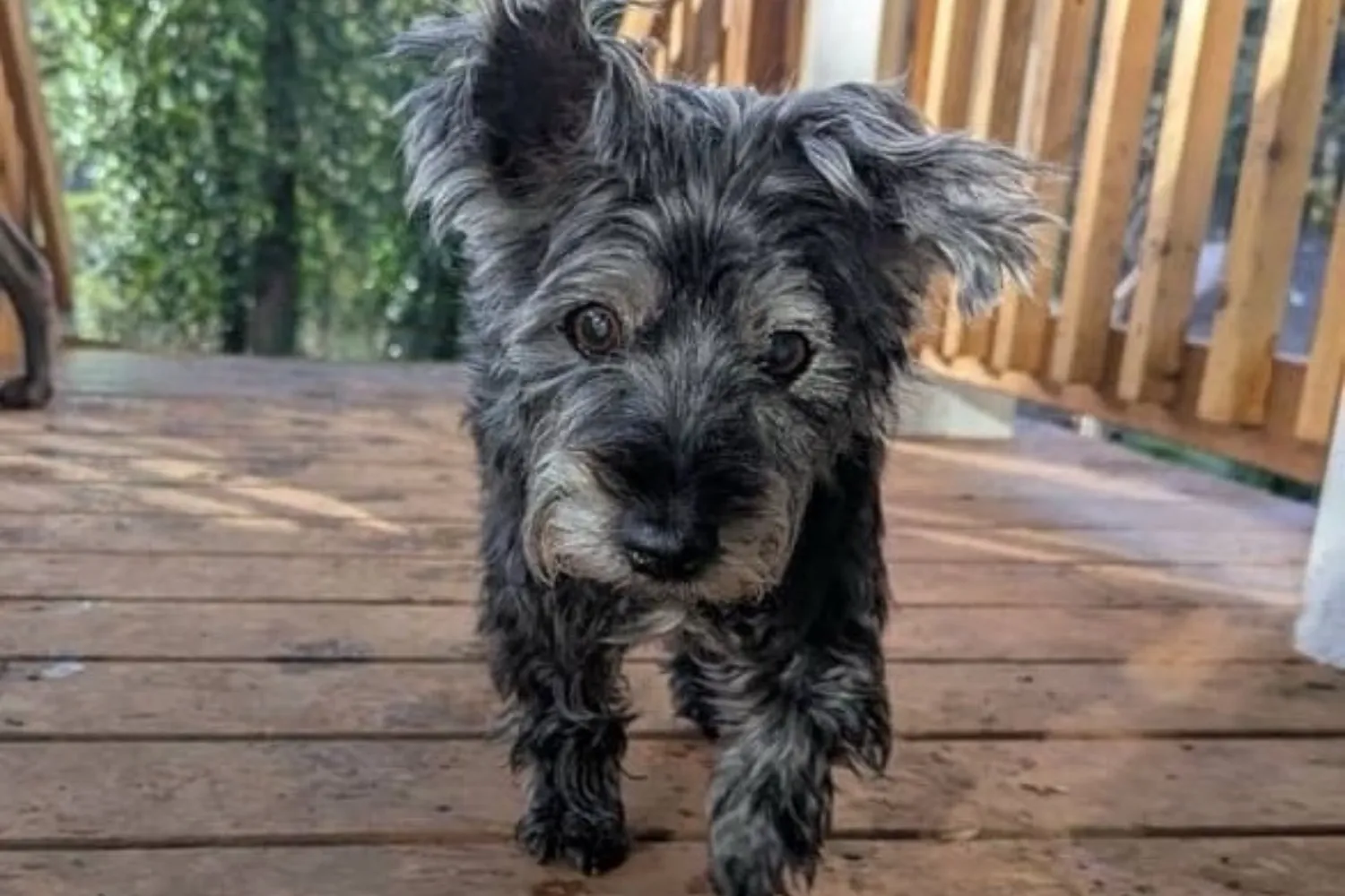 Tears As 17-Year-Old Dog Surrendered To Shelter Seeks One Last Loving Home