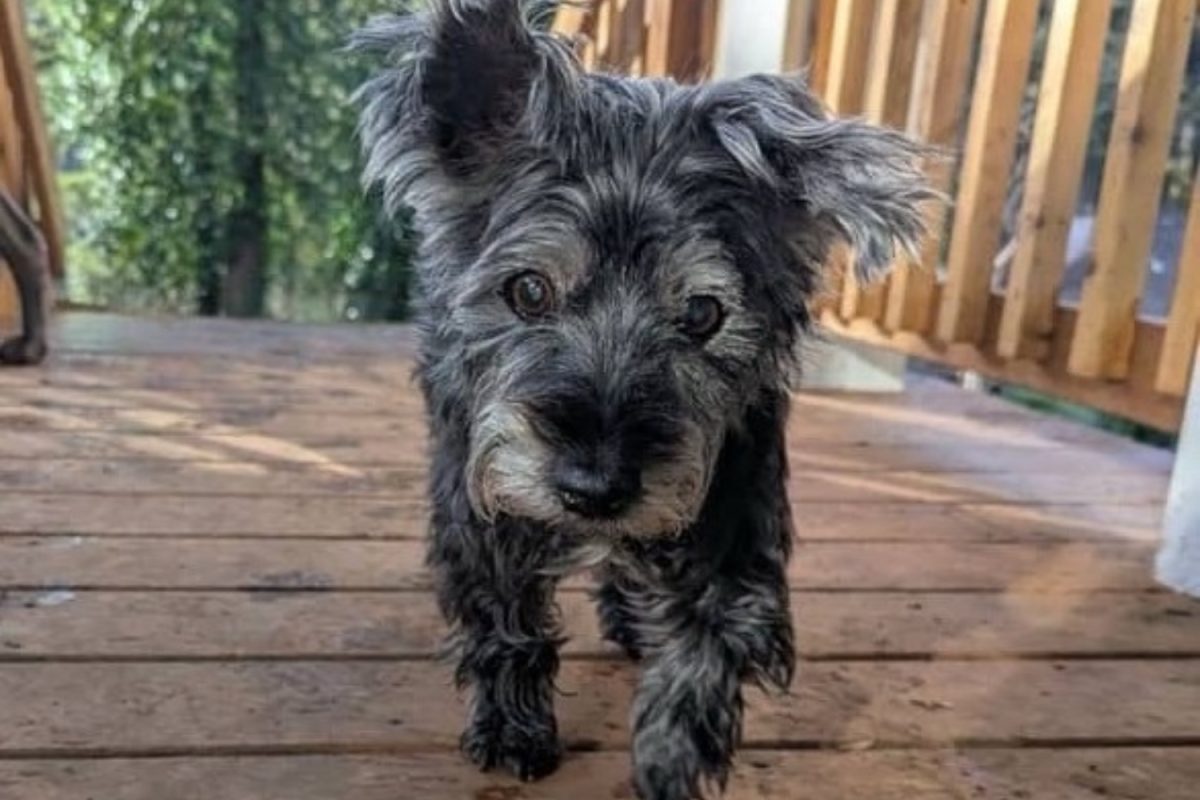 Tears as 17-year-old dog surrendered to shelter seeks one last loving home