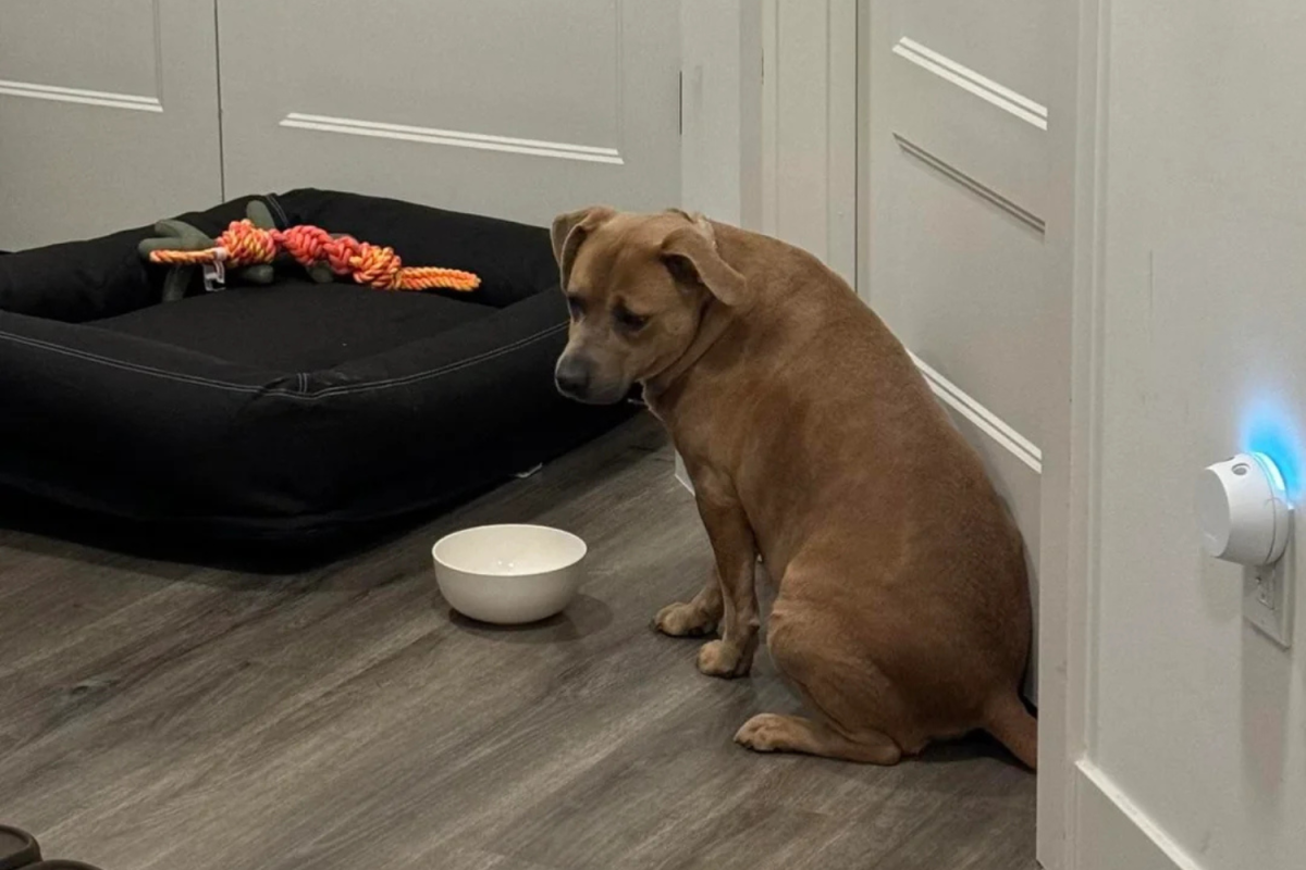 Tears at photo of rescue dog’s first night home versus 24 hours later