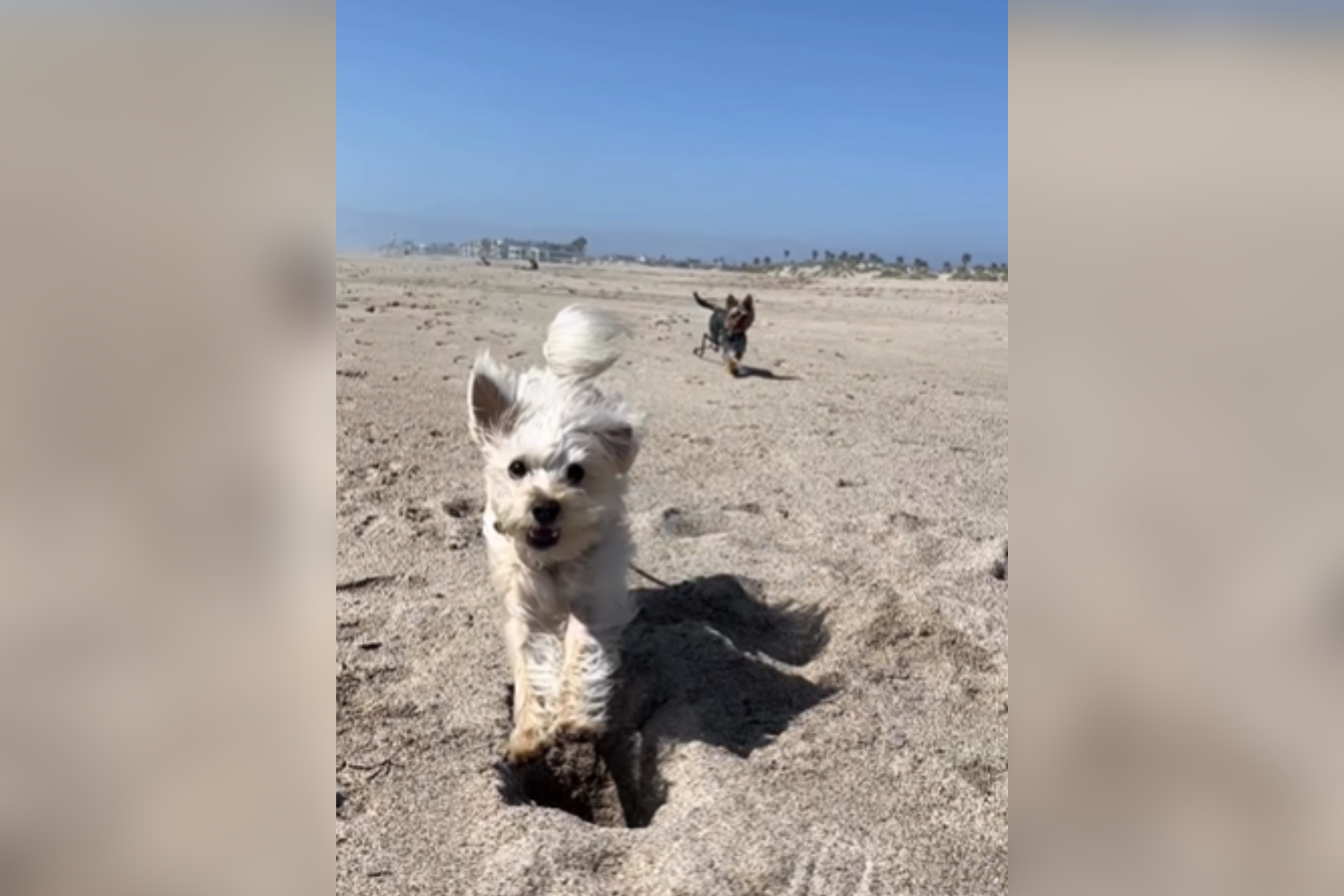 Woman Tries Filming Cute Dog Video—Then Realizes What She Actually Captured