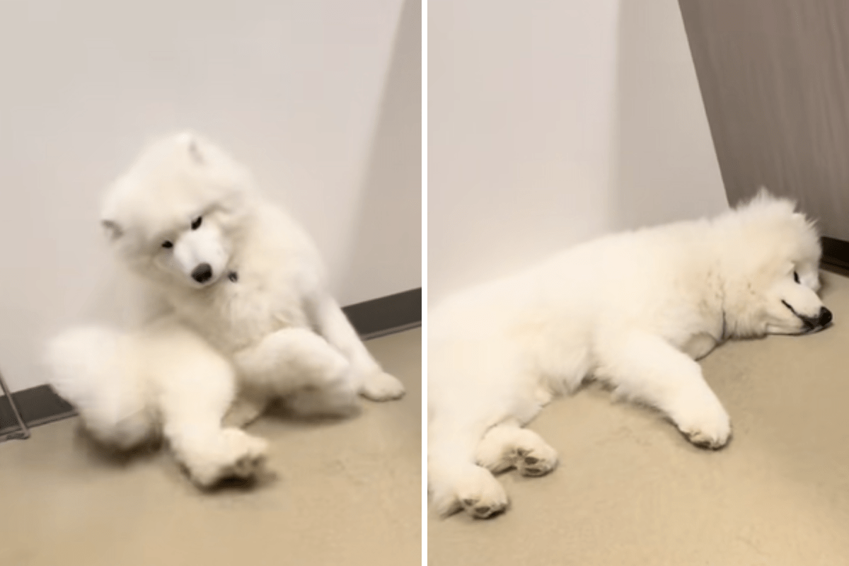 Filhote de Samoieda correu para o veterinário – US$ 900 depois de receber um diagnóstico inesperado