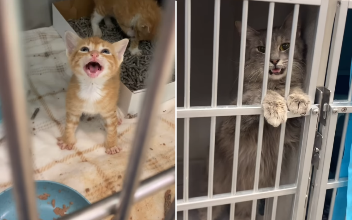 Kittens Come to Shelter Crying ‘Without A Mama’—Someone Answers Their Calls