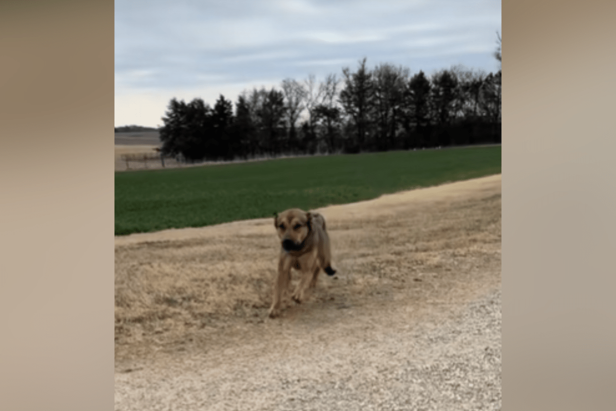 Cachorro abandonado pelo dono pela segunda vez. Então algo incrível aconteceu.