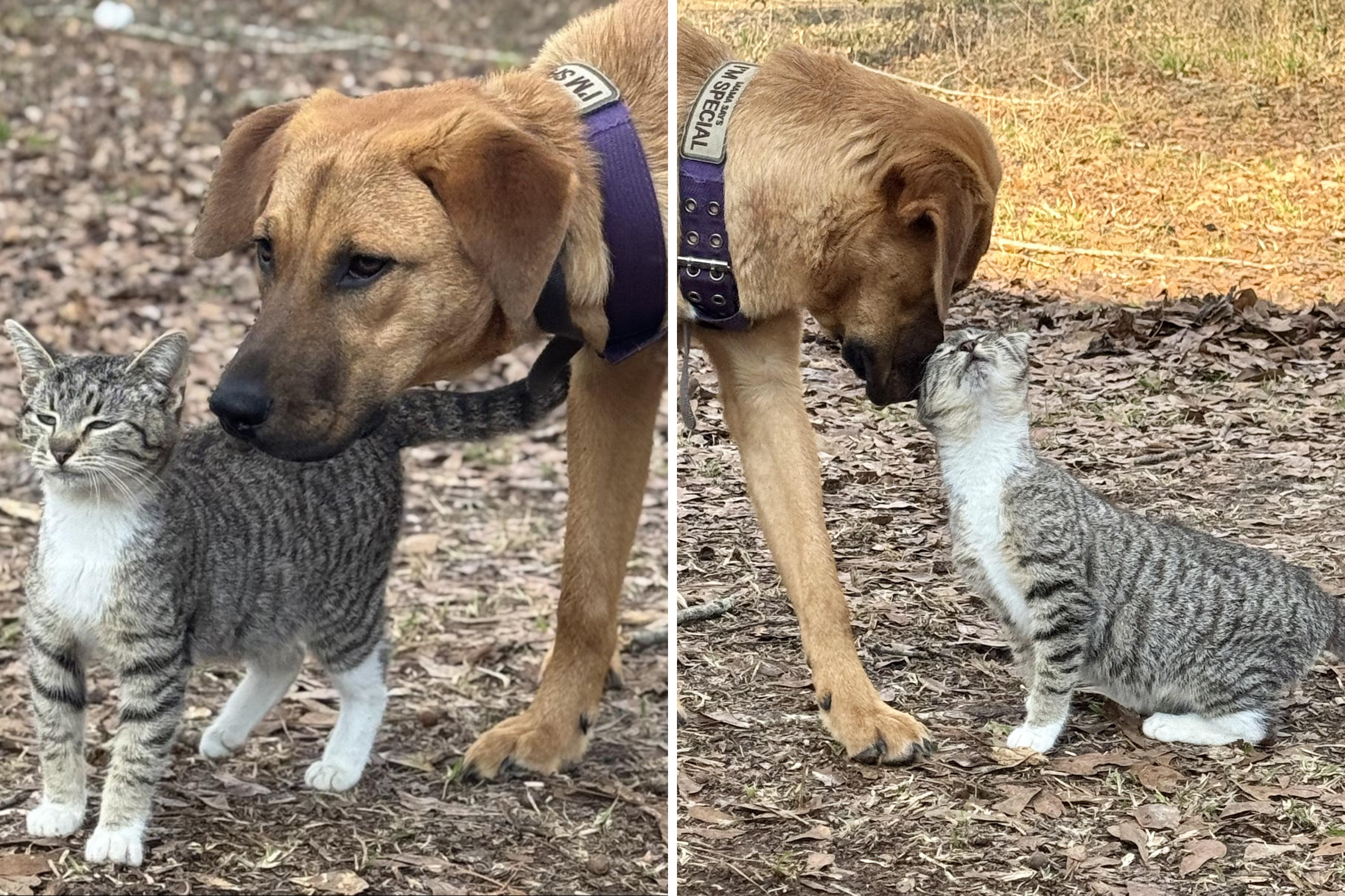 Hearts Melt as Rescue Dog ‘Adopts’ Stray Kitten, and Owner Can’t Say No