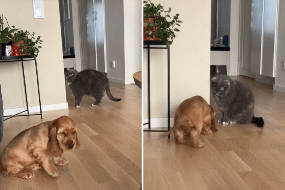 Cocker Spaniel Puppy Desperate To Make Friends With Senior Cat Melts Hearts
