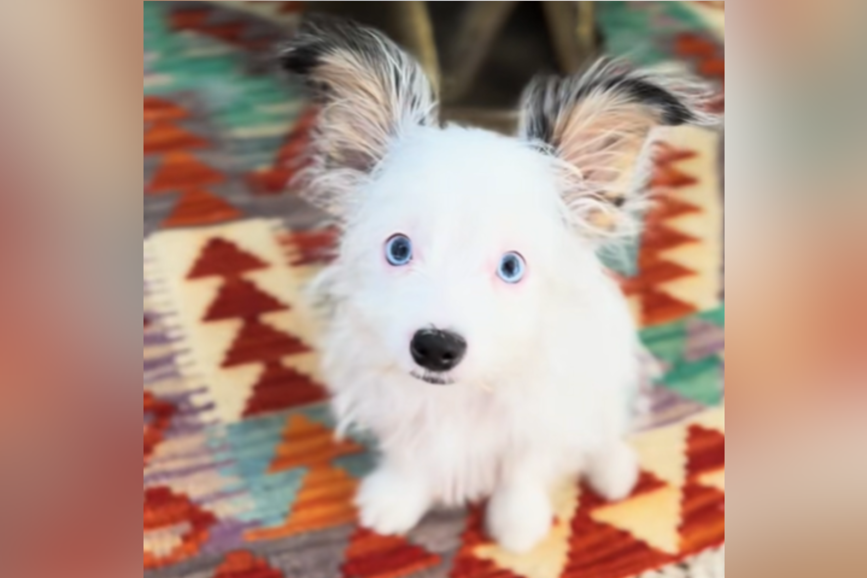 Owners Told Dog Would ‘Grow Into’ Her Ears—Unprepared for How She Turns Out