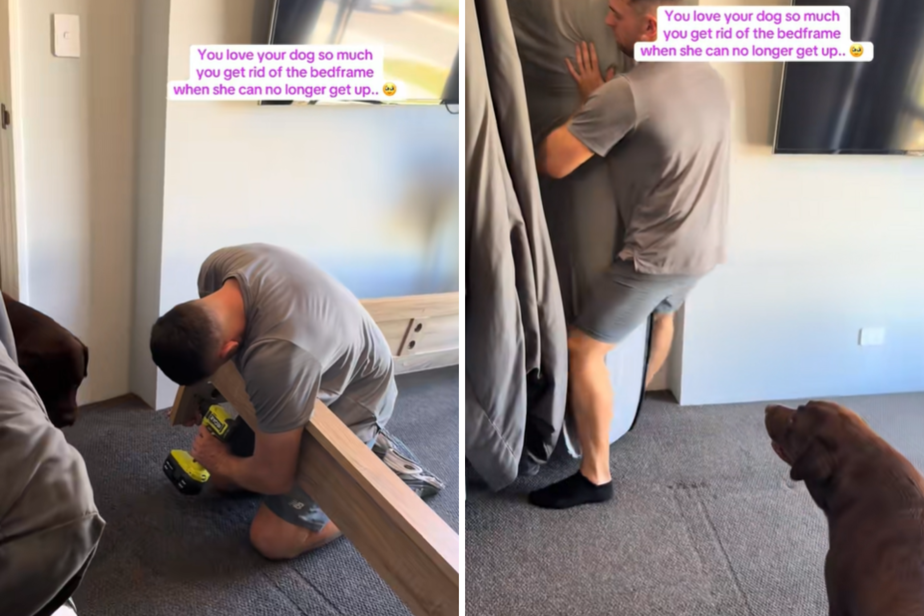 Owners Realize Terminally Ill Dog Can’t Climb Onto Bed—Take Drastic Action