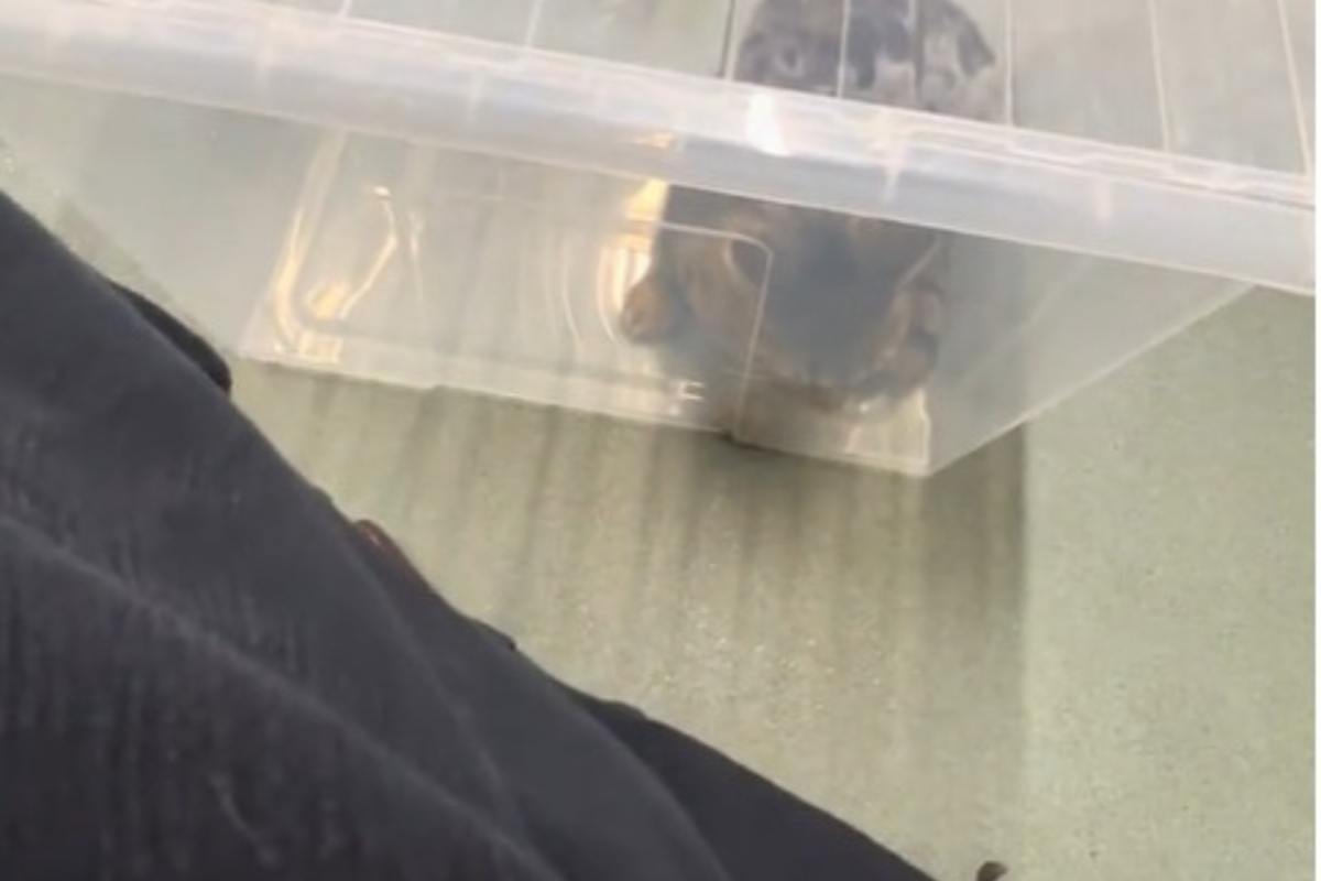 Cat Won&rsquo;t Get in Carrier for Vets, Owner Has Hilarious Solution