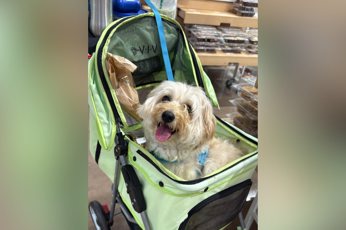 Shelter Dog Has Hours Left To Live Before Euthanasia, but There’s a Twist