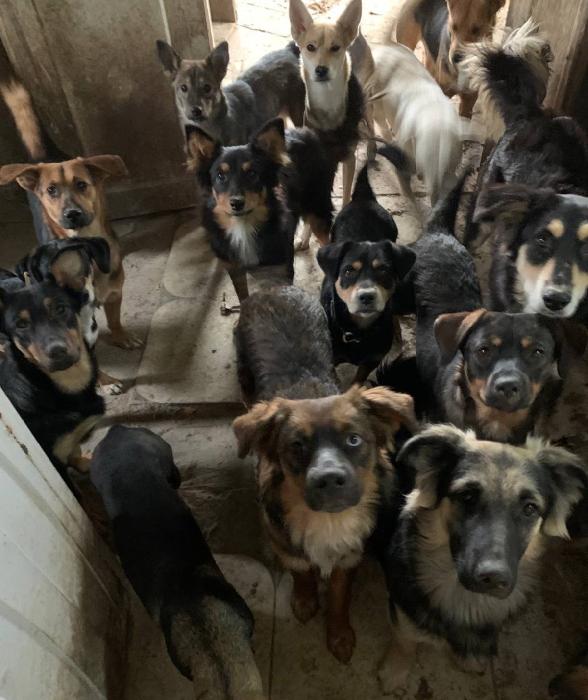 How Ukraine’s Dogs Are Adapting to War