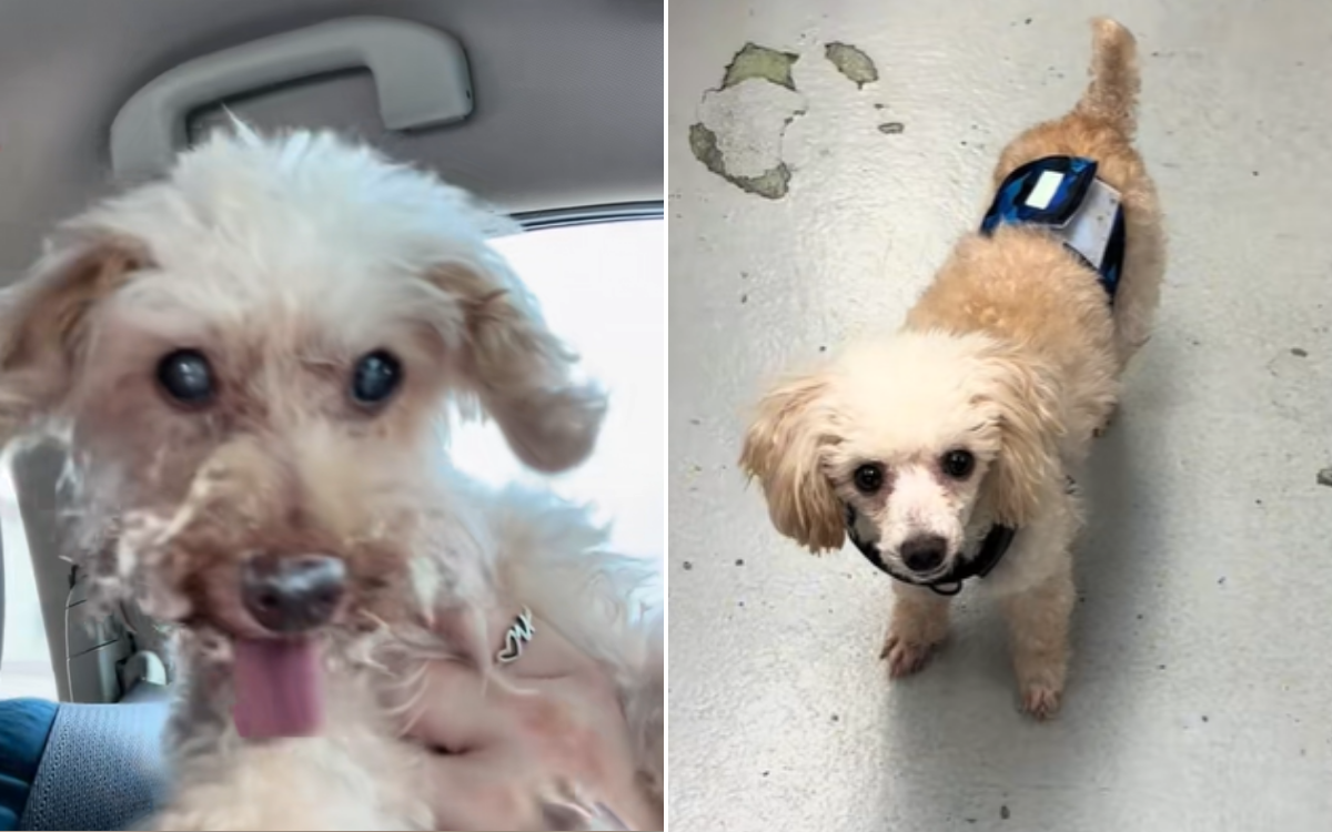 Woman Finds Late Dog&rsquo;s &lsquo;Doppelganger&rsquo; at Shelter, Knows What She Has To Do