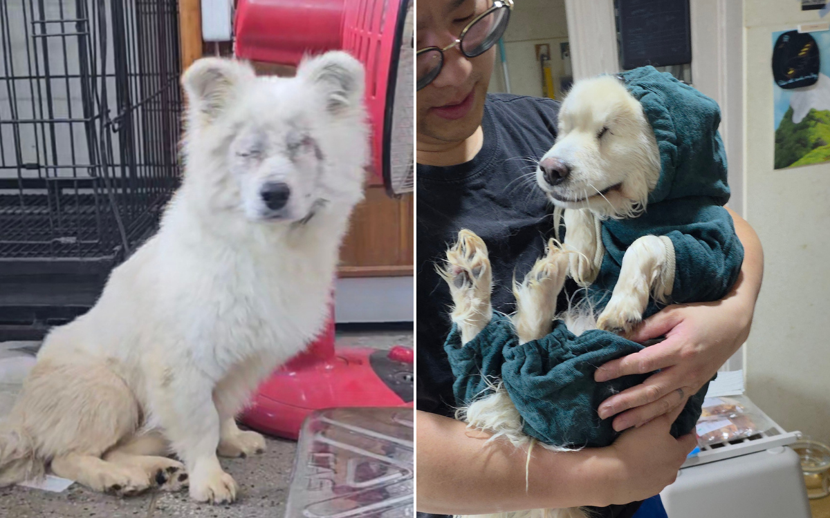 Dog Loses Eyes After Being Hit by Car—Now He Needs Someone To Take a Chance