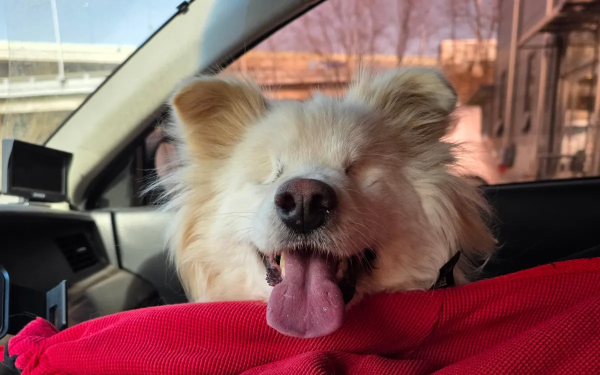 Atlas the blind rescue dog now.