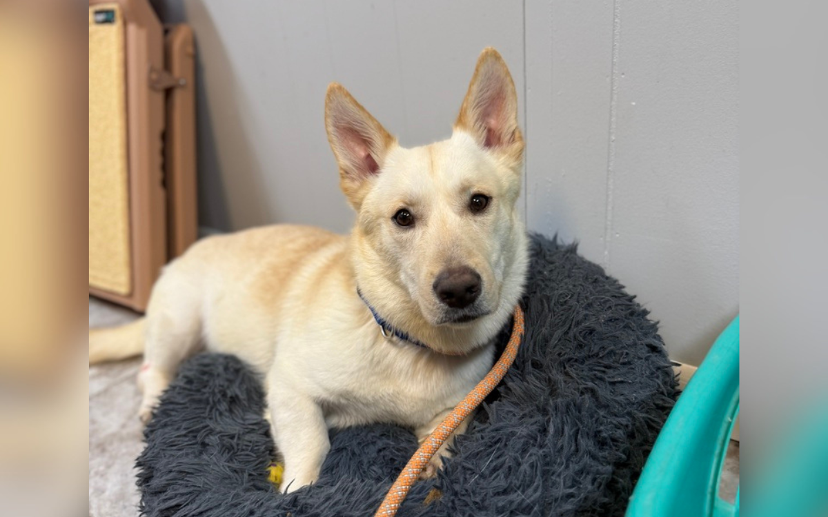 Corgi x Husky Mix Surrendered To Shelter, Hearts Break Over Reason Why