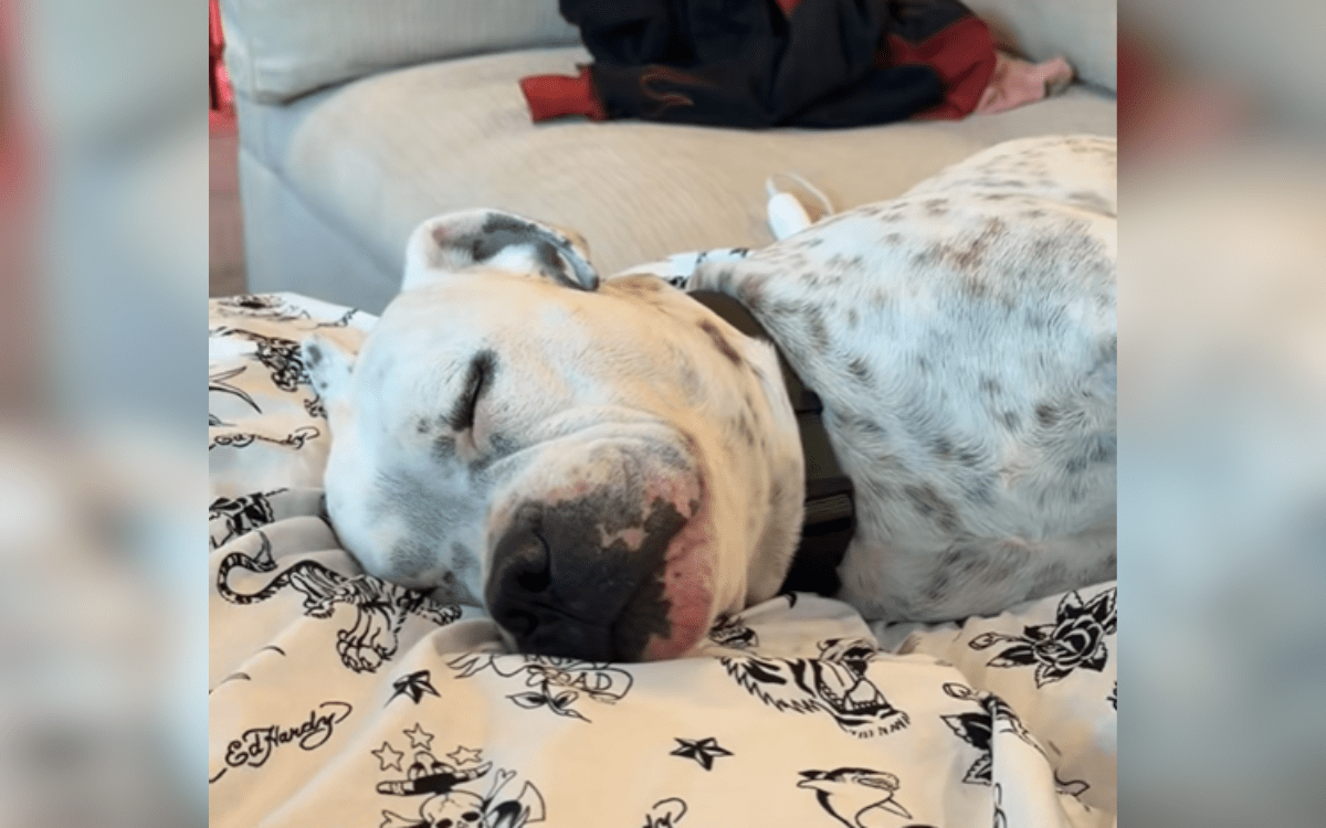 Tears Over How Rescue Dog Sleeps Knowing He Will 'Never Go Back' to Shelter