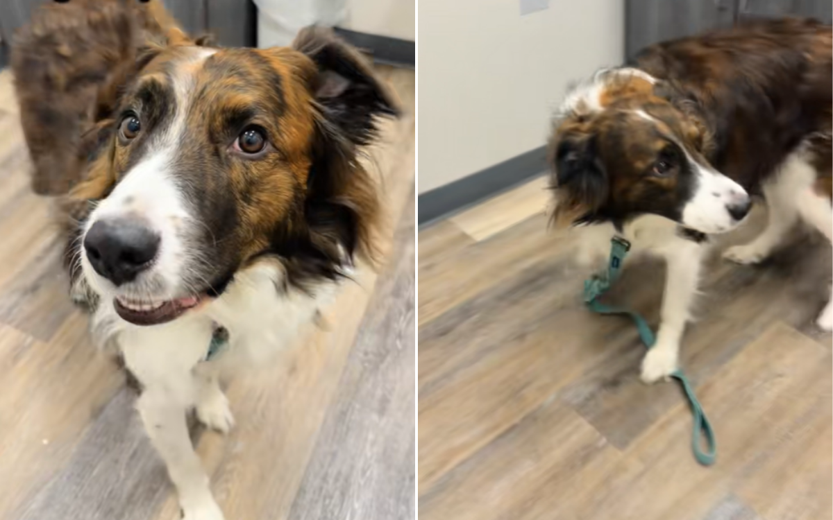 Dog’s Heartbreaking Reaction to Being Separated from Bonded Sister at Vets