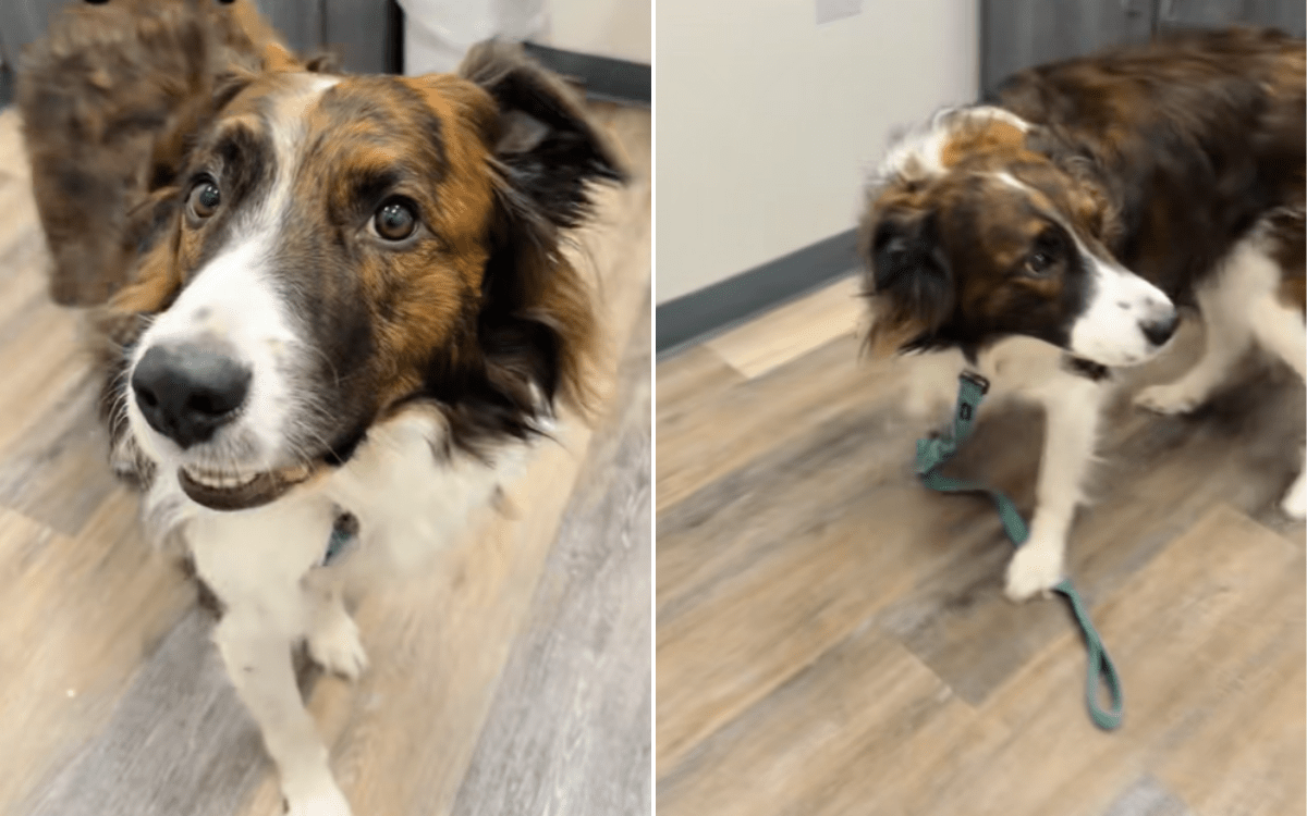 Dog&rsquo;s Heartbreaking Reaction to Being Separated from Bonded Sister at Vets