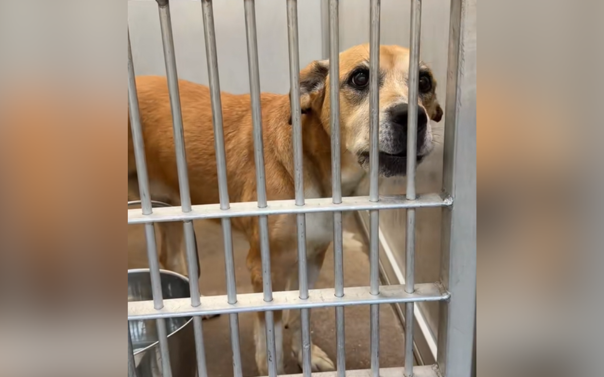 Tears at ‘Devastated’ Dog Surrendered To Shelter After 10 Years With Owner