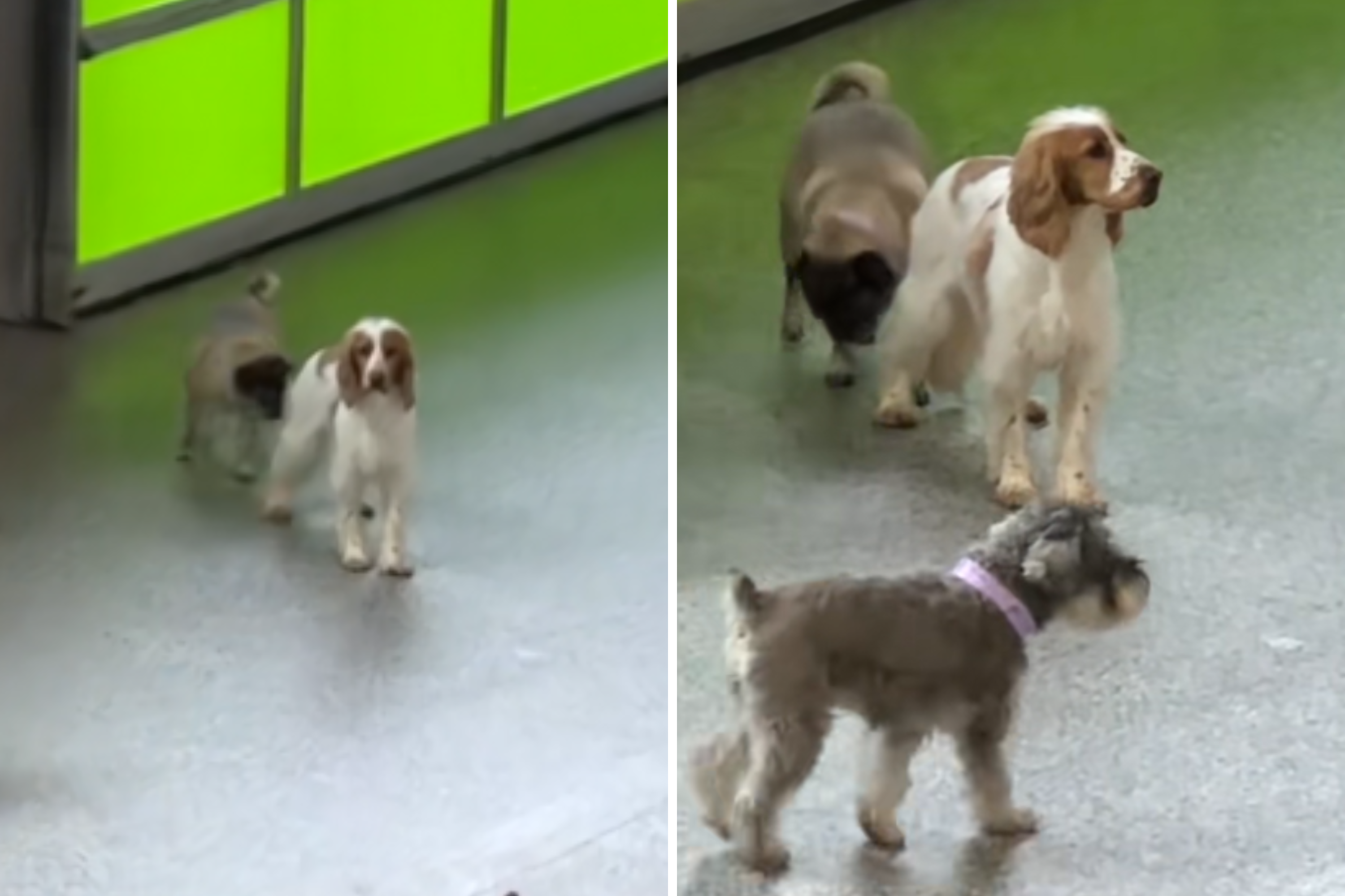 Woman Tries to Take ‘Wholesome’ Dog Daycare Video—Then Sees What She Filmed