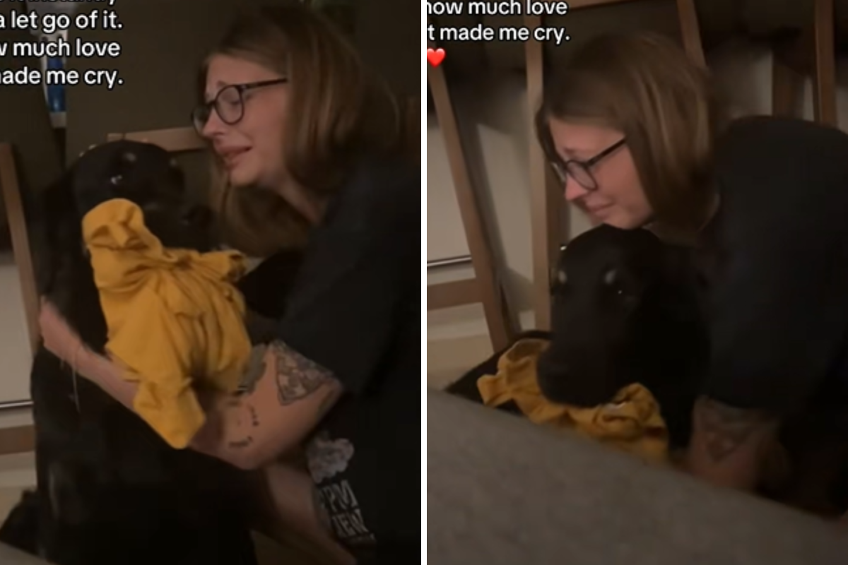 Couple Rescue Golden Retriever Mix—What He Does After 2 Days Breaks Hearts